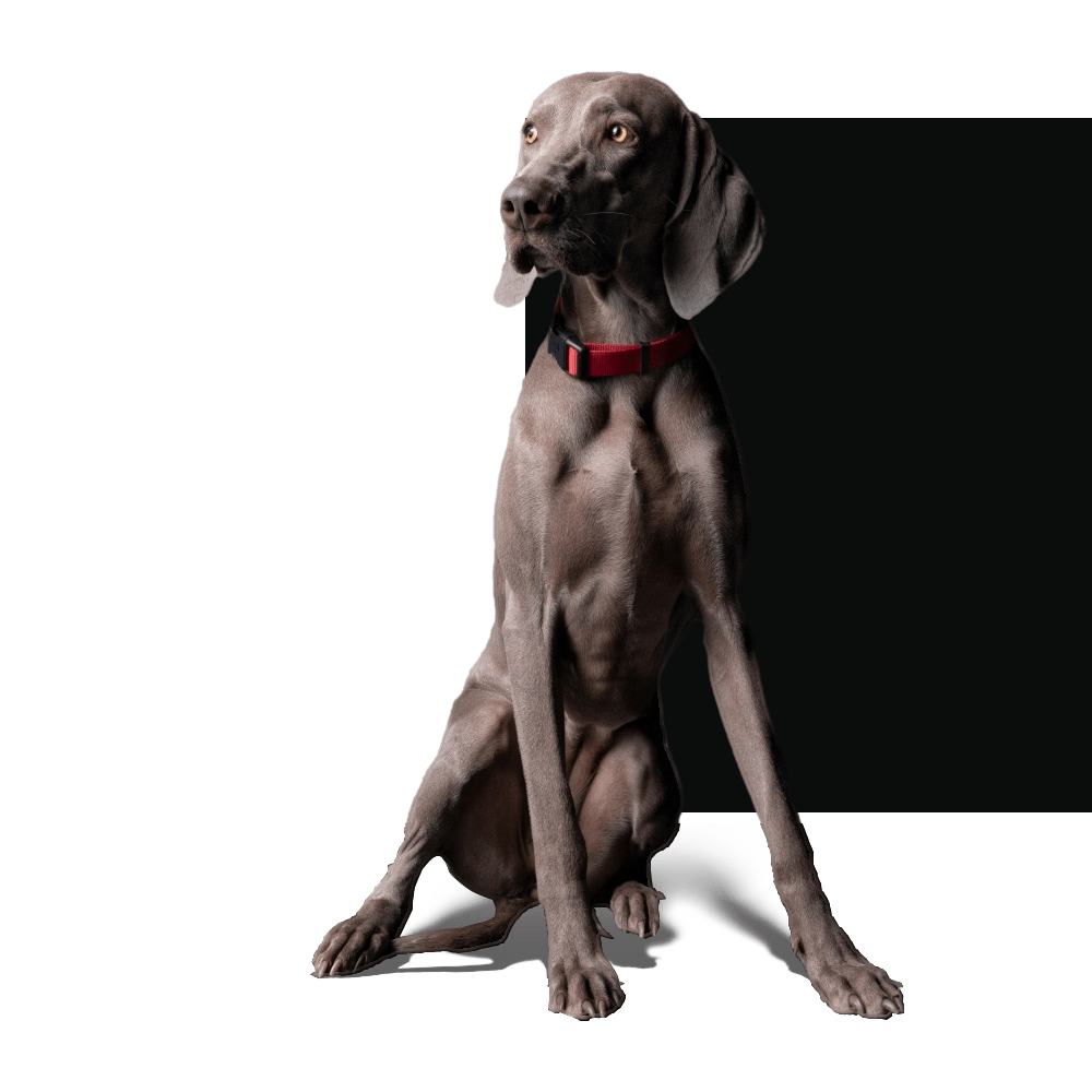 Pro Plan VETERINARY DIETS