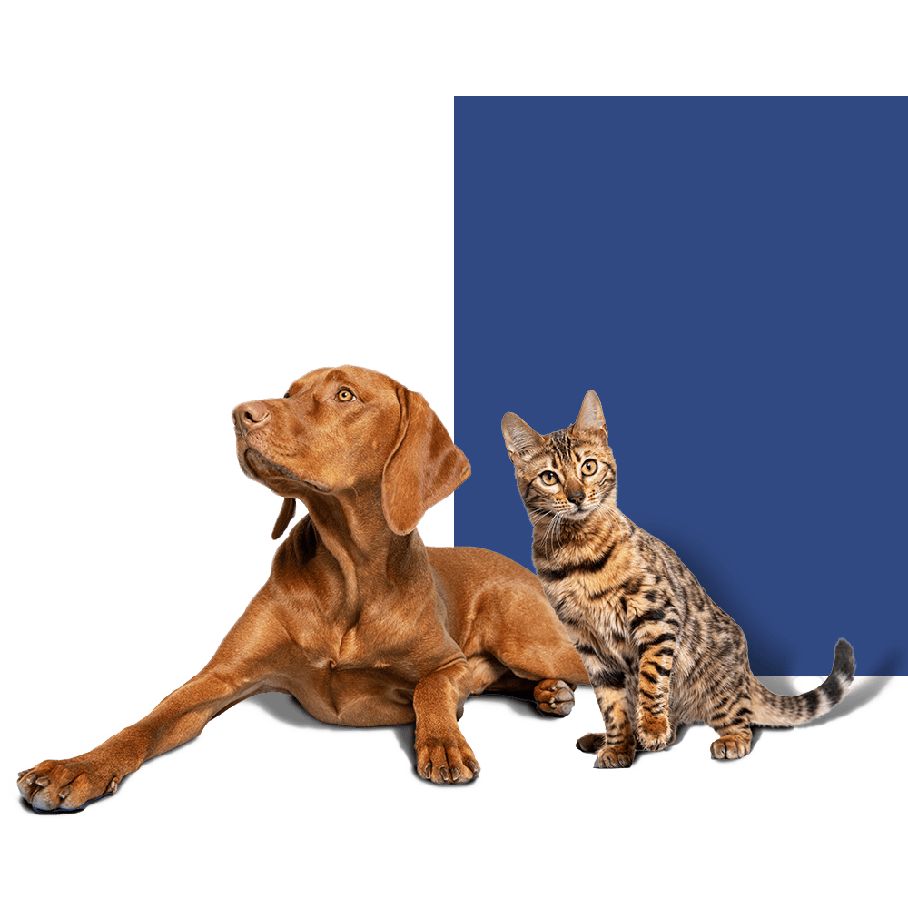 Dog Chow ve Cat Chow